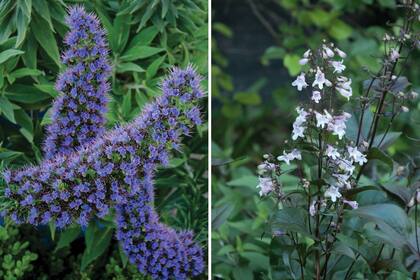 Izquierda: Echium candicans, una planta que alcanza los 1,80 metros y tiene una floración espectacular. Derecha: Penstemon digitalis ‘Husker Red’, con sus flores entre blancos y lilas.