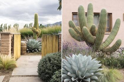 Izquierda: En la entrada de la casa, un escultural Trichocereus pasacana, cardón nativo de la zona, y atrás perovskias, una masa de gramíneas y el Sporobolus maximus, también nativo. Derecha: Un cardón único, con nueve brazos, se respetó ya que estaba en el lugar antes de construir la casa.