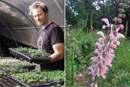 Izquierda: En su vivero, Matías Busch produce los plantines de salvia. Derecha: Salvia pratensis ‘Pink’.