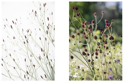 Izquierda: Eryngium ebracteatum. Florece desde la primavera hasta fin del verano con etéreas inflorescencias sobre varas finas y ramificadas, terminando en pequeñas barritas de color bordó. Sus hojas basales forman una mata de porte vertical de hojas acintadas, de color verde agrisado. Llega a medir 2 m de altura. Derecha: Eryngium sanguisorba. Brinda tallos ramificados con varios pompones muy perfumados de color bordó, que lucen desde la primavera al fin del verano. Su follaje de color verde intenso permanece durante el invierno. Llega a medir 1,2 m de altura.