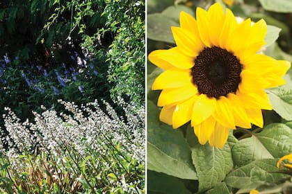 Izquierda: Fototropismo positivo en inflorescencias de Callisia fragans, en plantas que pasan gran parte del día bajo sombra. Derecha: Helianthus annuus, el girasol, que gira para enfrentarse al sol.