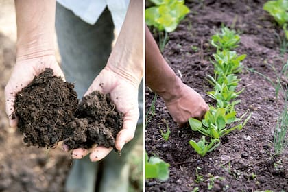 Izquierda: La contextura, una vez listo, es fina y, a su vez, no se distinguen los materiales. No tiene olor indeseable, sino a tierra húmeda. Derecha: En la huerta se puede incorporar una sola vez al año, o en primavera y otoño. Dependerá de su disponibilidad y de si es necesario.
