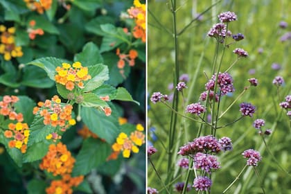 Izquierda: la lantana se cultiva en jardines de bajo mantenimiento, de poca utilización de agua; en jardines para mariposas; en jardines marítimos y en jardines para atraer mariposas y aves. Derecha: la verbena alcanza hasta 1,5 m de altura cuando está en flor y forma matas que se expanden.