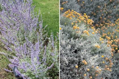 Izquierda: la salvia rusa crece en climas de inviernos muy fríos y también en lugares donde los veranos son bastante cálidos. Derecha: las hojas de la santolina son grisáceas y pequeñas. Generalmente en primavera o verano produce inflorescencias amarillo oro sobre largos tallos (pedúnculos), por lo que cuando pasa el viento adquieren movimiento