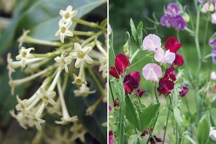 Izquierda: las flores de la dama de noche con forma de fino tubo verdoso y mucho más chicas que las hojas aparecen durante el verano hasta los primeros fríos. Derecha: la arvejilla es una enredadera anual que tarda pocos meses desde que brota de semilla hasta que florece deliciosamente