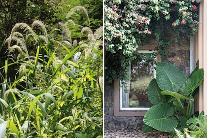 Izquierda: Las hojas del pasto palmera son muy parecidas a las primeras de las palmeras. En flor, llega hasta 2 m de altura. Derecha: La oreja de elefante es especial para un diseño con aire bien tropical.