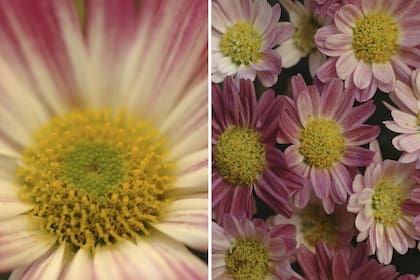 Izquierda: las múltiples florcitas conforman un capítulo, una inflorescencia que replica una gran flor, como una forma eficiente de atraer insectos polinizadores. Derecha: pequeños crisantemos San Vicente del tipo spray, viejos conocidos en el país.