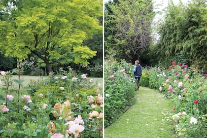Izquierda: Las rosas se combinan con herbáceas que, según pasan las estaciones, van cobrando protagonismo. Derecha: Cristina creó caminos entre los canteros para pasear entre sus Rosas Antiguas y gallicas.