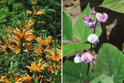 Izquierda: Leonotis leonurus: es un subarbusto perennifolio de muy fácil cultivo. Puede alcanzar 2 metros de altura. Derecha: Lablab purpureus, también conocido como Dolichos lablab, es una trepadora vigorosa que puede comportarse como anual en el clima pampeano (en climas tropicales puede ser perenne). Tiene hojas de tonalidad purpúrea, en forma de corazón.