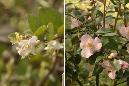 Izquierda: Lonicera fragrantissima. Crece generalmente entre 2 y 3 m de altura, es muy ramificado, con ramas arqueadas que le dan un porte abierto y esférico. Posee hojas simples, de color verde claro, con el borde hacia adentro y envés algo más claro. Derecha: Camellia sasanqua. Es un arbusto de hoja persistente, que puede alcanzar los 5 m de altura, con ramas jóvenes rojizas y pubescentes. Las hojas son alternas, oblongas, con el margen dentado, coriáceas, de color verde oscuro.