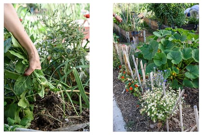 Izquierda: los cultivos se reparte tanto a los vecinos que se acercan a trabajar como con aquellos que aportan sus residuos vegetales para el compost. Derecha: se pone especial cuidado en la estética de la huerta.