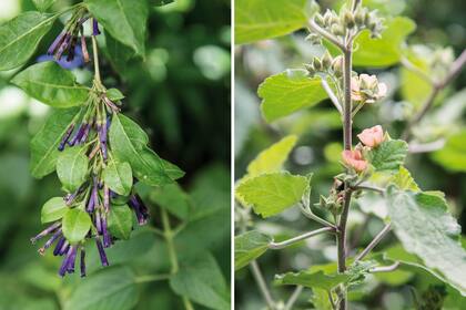 Izquierda: Lycium cestroides, la planta nativa que más atrae a los picaflores. Tiene frutos consumidos por aves nativas. Derecha: Sphaeralcea bonariensis, una explosión de pequeñas flores color durazno. Atrae varias especies de mariposas: la dama cuatro ojos, la ajedrezada menor y la ajedrezada de l