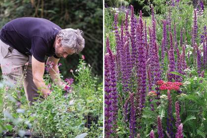 Izquierda: Matías trabajando en su vivero. Derecha: Salvia nemorosa.