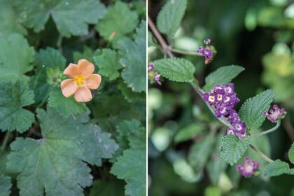 Izquierda: Modiolastrum lateritium: decorativo cubresuelo para pleno sol. De llamativas flores de color anaranjado pleno, que contrastan con su follaje verde oscuro. Derecha: Lantana megapotamica: arbusto apoyante, cuyas flores atraen a varias especies de mariposas, y sus frutos, a aves frugívoras.