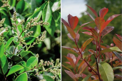 Izquierda: Olea texana. Derecha: Fotinia.