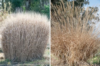 Izquierda: Panicum virgatum ‘Shenandoah’. Derecha: Miscanthus sinensis ‘Arabesque’.