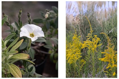 Izquierda: Petunia axillaris. Florece desde primavera hasta fines de otoño, con abundantes flores blancas y perfumadas. Puede incorporarse en canteros, maceteros, jardineras, rocallas y jardines costeros. Llega a medir 40 cm y a veces sus tallos se extienden hasta 1 m de altura. Derecha: Solidago chilensis. Florece durante el verano y otoño, extendiendo el interés de los espacios verdes. Sus flores de color amarillo dorado sobresalen sobre tallos verticales y atraen mariposas y polinizadores al jardín. Llega a medir 1,40 m de altura.