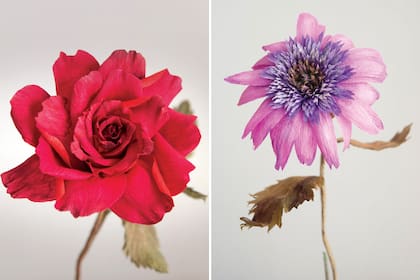 Izquierda: Rosa inglesa. Derecha: Equinácea.
