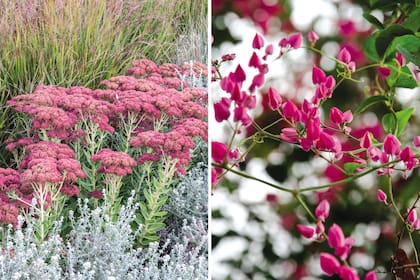 Izquierda: Sedum spectabile ‘Autumn Joy’. Su nombre remite a su valor ornamental: alegría de otoño. Es una herbácea y una de las suculentas más populares y difundidas en los jardines, por su facilidad de cultivo y mantenimiento. Alcanza una altura entre 50 y 60 cm. Derecha: Antigonon leptopus, una planta originaria de México, donde se la conoce como flor de San Diego.