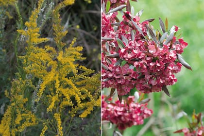 Izquierda: Solidago chilensis (vara de oro). Derecha: Dodonaea viscosa (chirca de monte)