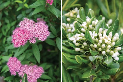 Izquierda: Spiraea x bumalda es un arbusto pequeño, de follaje caducifolio pero que sorprende con la delicadeza de sus inflorescencias en primavera y verano. Derecha: Pittosporum tobira, el popular azarero.