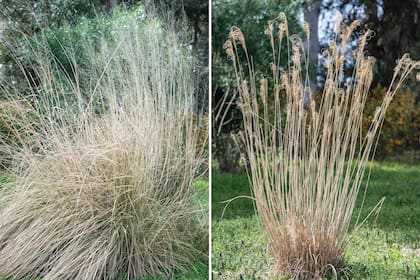 Izquierda: Sporobolus wrightii. Derecha: Miscanthus sinensis ‘Dixieland’.