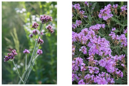 Izquierda: Verbena bonariensis. Herbácea perenne de bajo mantenimiento con largos tallos cuadrangulares. Sus abundantes flores de color púrpura o lila aparecen durante la primavera y el verano. Mide 1,20 m o más de altura Derecha: Verbena rigida. Sus flores de un intenso color violeta se elevan sobre su follaje de tono verde oscuro, desde la primavera hasta el otoño. Luce bien formando grandes macizos o combinada con otras herbáceas y gramíneas. Llega a medir 50 cm de altura.
