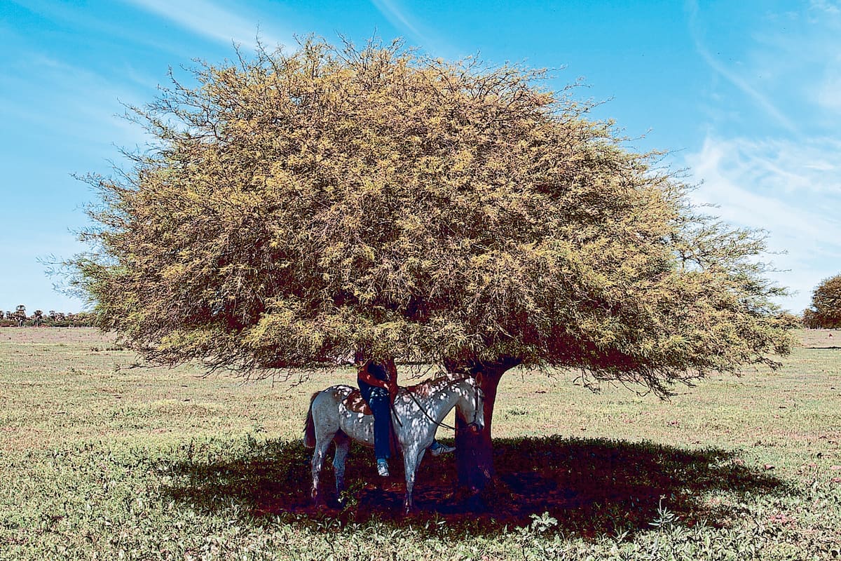 Jaaukanigás, Santa Fe