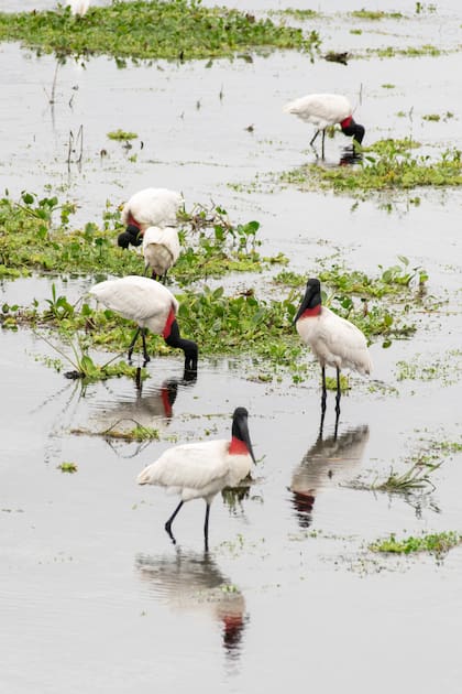 Jabirús en el Bañado la Estrella, Formosa