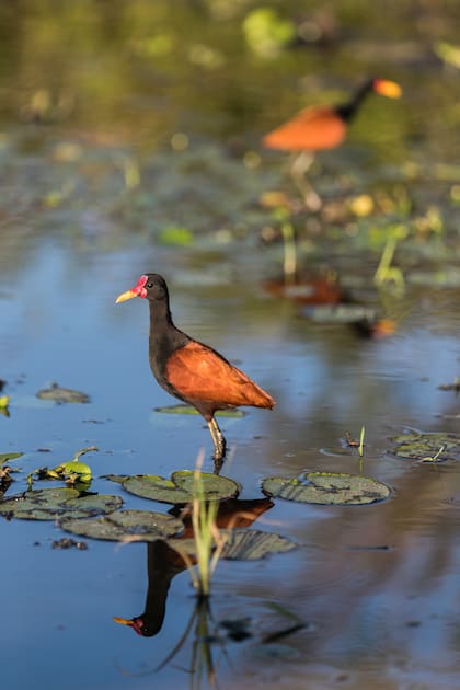 Jacana en Parque Iberá, sobre la laguna Carlos Pellegrini.