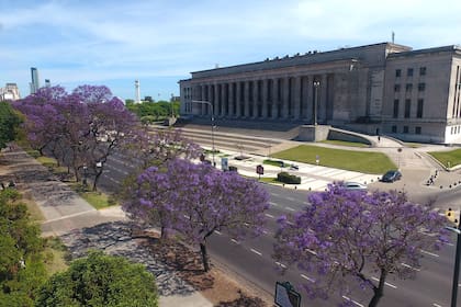 En la ciudad, la gran mayoría de los jacarandás están ubicados en calles y avenidas