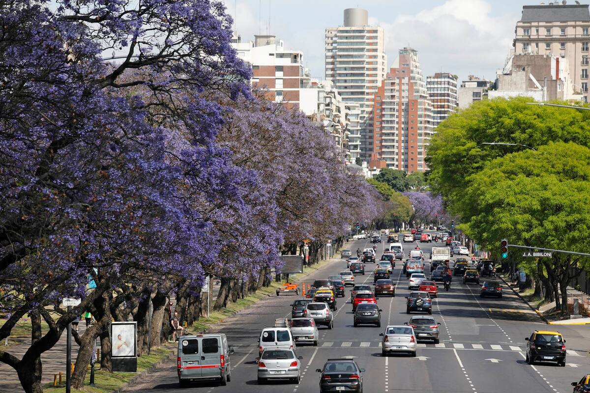 Jacarandá