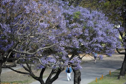 Los jacarandás tienen una floración proterante. Esto significa que sus flores brotan antes que sus hojas, lo cual realza su color