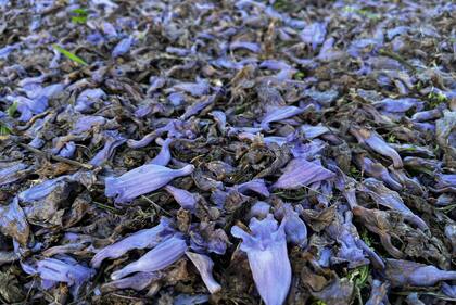 Jacarandás
