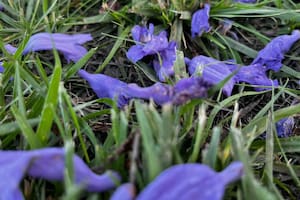 Jacarandás