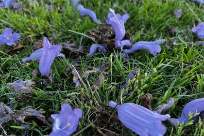 Jacarandás