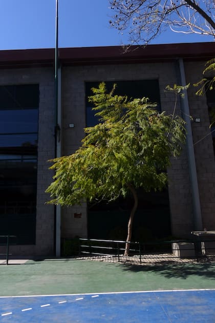 Jacarandá de siete años y medio plantado en el patio de la Escuela Italiana Cristoforo Colombo en memoria de Manuel Storani