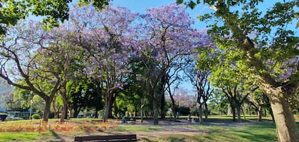 Jacarandás en un parque porteño