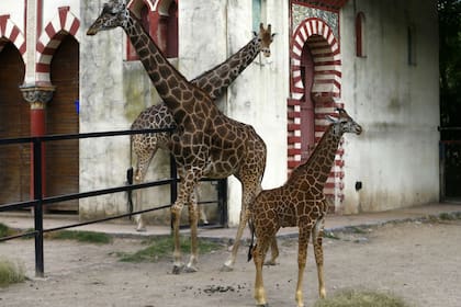 Jackie junto a Buddy, el ejemplar macho, y Ciro, la cría que tuvieron en el ex zoológico de Buenos Aires