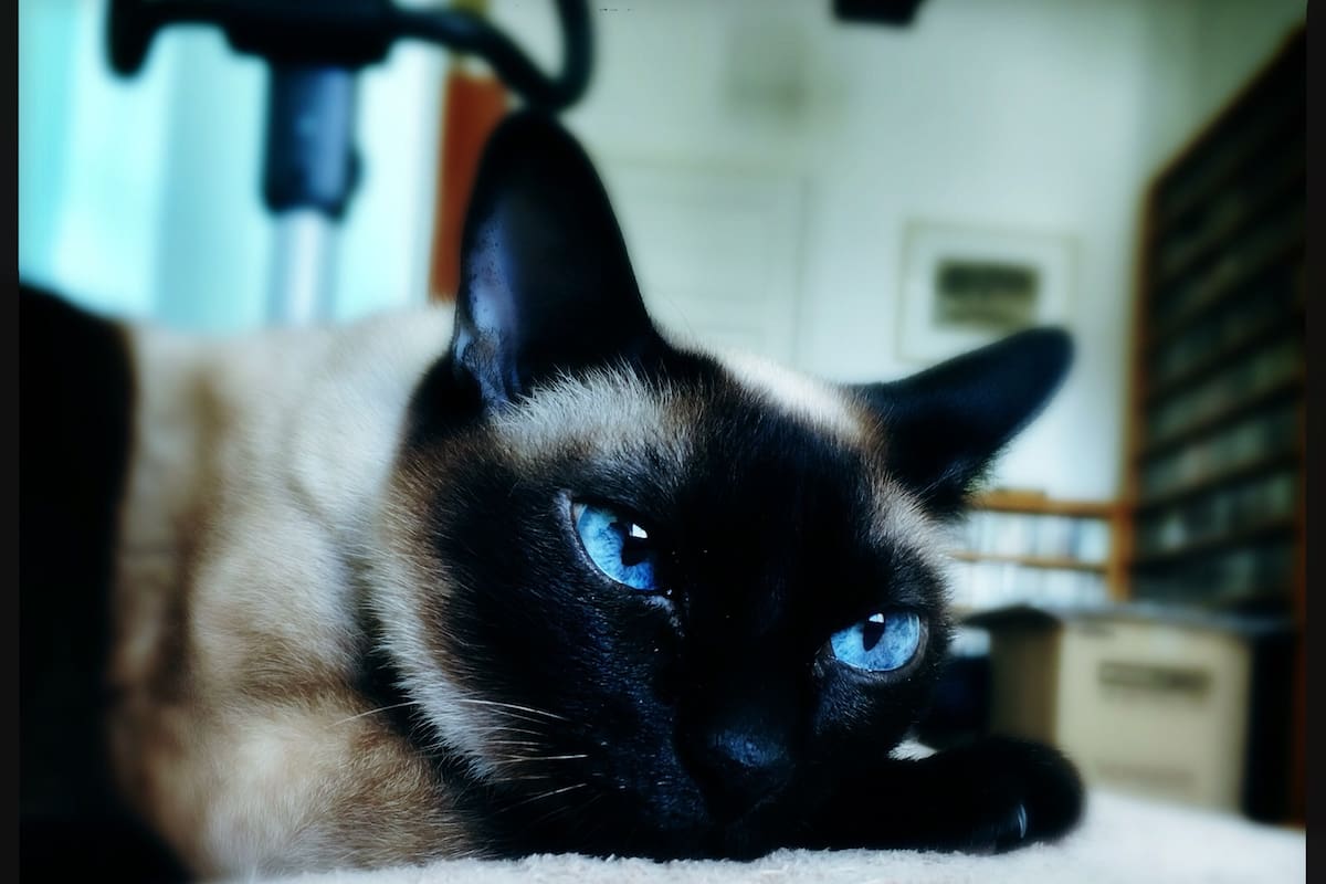 Jackie, la gata más bizca del mundo