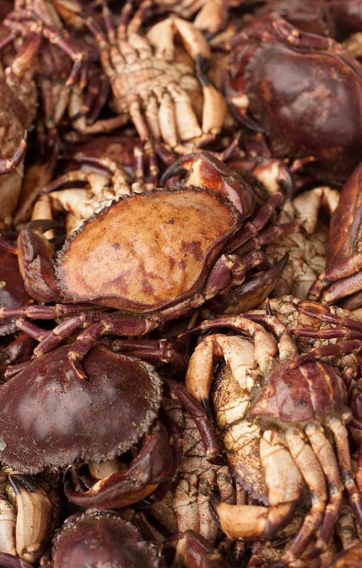 Las jaibas se alimentan de animales muertos y suelen decir que son la centolla del pobre.