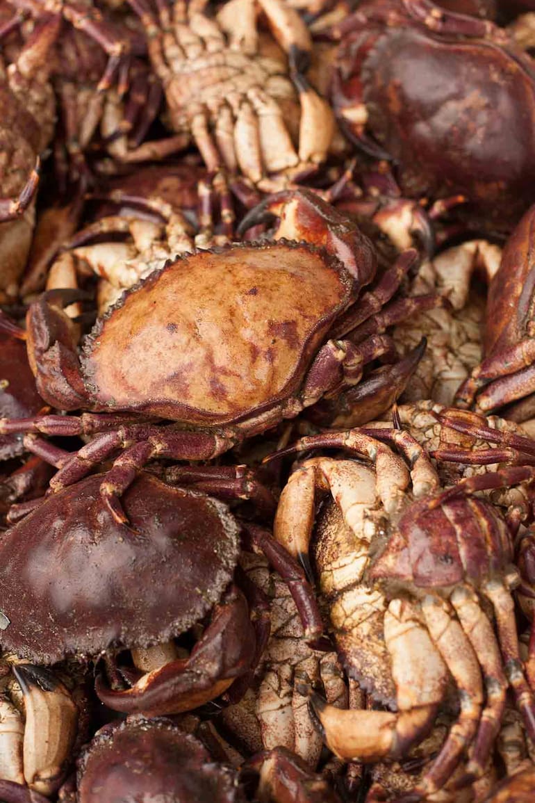 Las jaibas se alimentan de animales muertos y suelen decir que son la centolla del pobre.