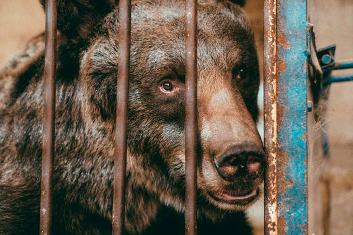 Jambolina recorrió 2.400 kilómetros en cuatro días y la última parte de su viaje la hizo en un teleférico para llegar a su nuevo hogar en los Alpes suizos