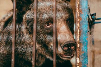 Jambolina recorrió 2.400 kilómetros en cuatro días y la última parte de su viaje la hizo en un teleférico para llegar a su nuevo hogar en los Alpes suizos
