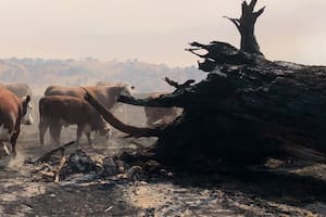 James Hayes, figura líder en los incendios de Australia: “Separados nos quebramos”.