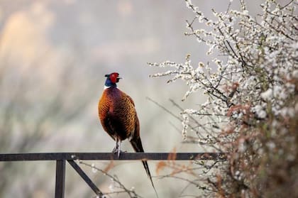 JAMIE SMART / BRITISH WILDLIFE PHOTO AWARDS