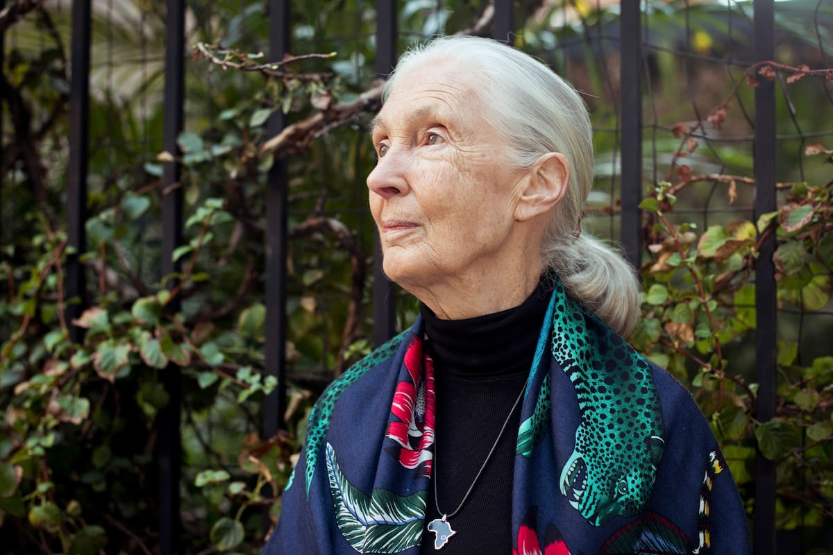 Jane Goodall