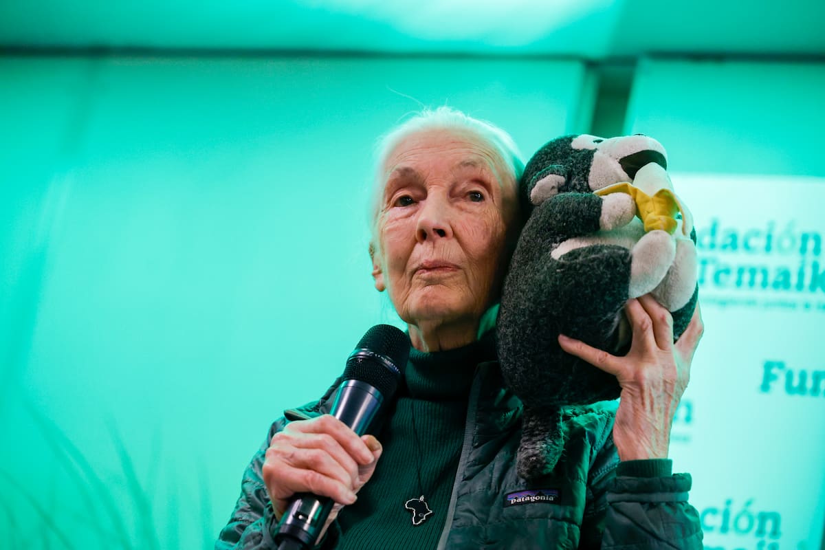 Jane Goodall