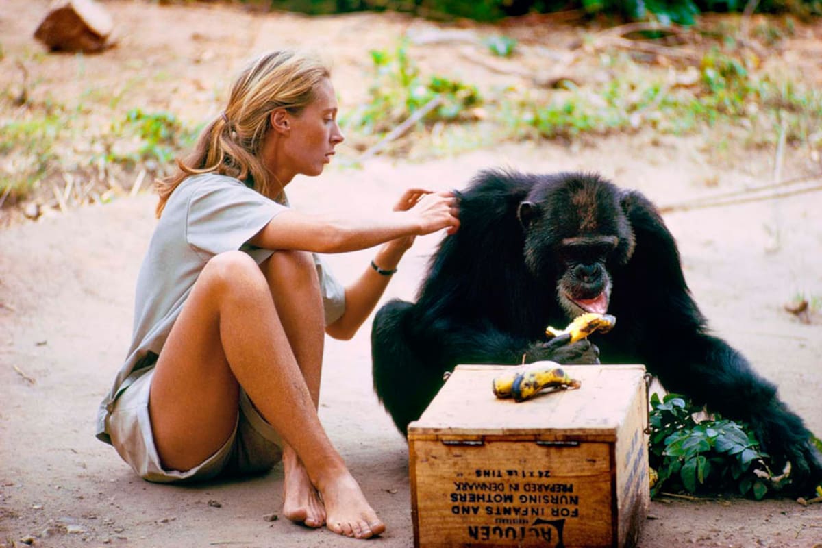 Jane Goodall en acción