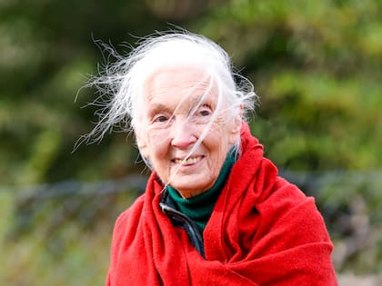 Jane Goodall intervino en favor de la derivación de Toti a un santuario